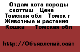 Отдам кота породы скоттиш › Цена ­ 10 - Томская обл., Томск г. Животные и растения » Кошки   . Томская обл.